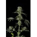 Семена Dutch Bulk Moby Dick feminized 5 шт. - цены, описание в интернет-магазине Dutch Seeds