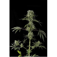 Dutch Bulk Moby Dick feminized