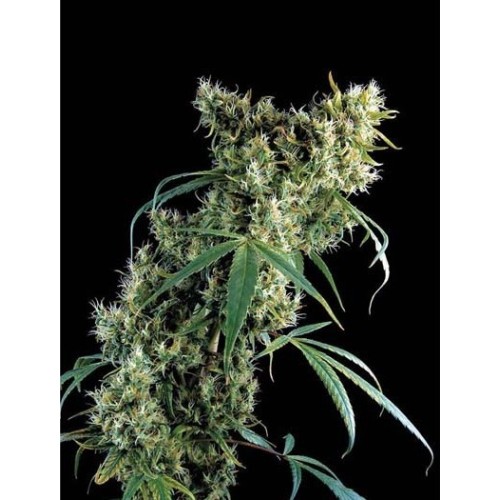 Семена Dutch Bulk Super silver haze feminized 5 шт. - цены, описание в интернет-магазине Dutch Seeds