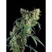 Семена Dutch Bulk Super silver haze feminized 5 шт. - цены, описание в интернет-магазине Dutch Seeds