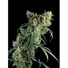 Dutch Bulk Super silver haze feminized