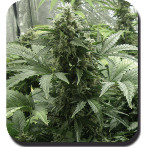 Семена Dutch Bulk White Dwarf autofeminized 5 шт. - цены, описание в интернет-магазине Dutch Seeds