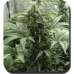 Семена Dutch Bulk White Dwarf autofeminized 5 шт. - цены, описание в интернет-магазине Dutch Seeds