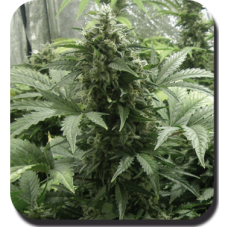 Dutch Bulk White Dwarf autofeminized