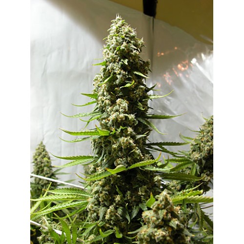 Семена Dutch Bulk White Russian feminized 50 шт. - цены, описание в интернет-магазине Dutch Seeds