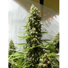 Dutch Bulk White Russian feminized