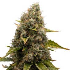 Dutch Bulk White Widow feminized