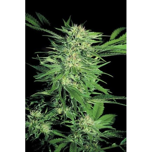 Семена Dutch Bulk Big Bud feminized 5 шт. - цены, описание в интернет-магазине Dutch Seeds