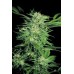 Семена Dutch Bulk Big Bud feminized 5 шт. - цены, описание в интернет-магазине Dutch Seeds