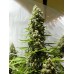 Семена Dutch Bulk White Russian feminized 20 шт. - цены, описание в интернет-магазине Dutch Seeds