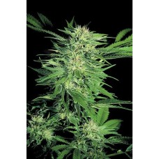 Dutch Bulk Big Bud feminized