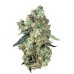 Семена Dutch Passion Dutch Haze feminized - цены, описание в интернет-магазине Dutch Seeds