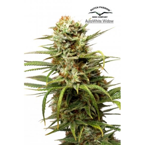 Семена Dutch Passion Auto White Widow autofem 7 шт. - цены, описание в интернет-магазине Dutch Seeds