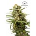 Семена Dutch Passion Auto White Widow autofem 7 шт. - цены, описание в интернет-магазине Dutch Seeds