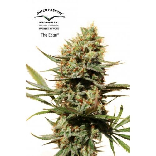 Семена Dutch Passion The Edge feminized - цены, описание в интернет-магазине Dutch Seeds