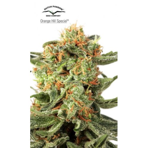 Семена Dutch Passion Orange Hill Special regular - цены, описание в интернет-магазине Dutch Seeds