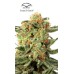 Семена Dutch Passion Orange Hill Special regular - цены, описание в интернет-магазине Dutch Seeds