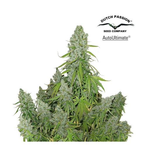 Семена Dutch Passion Auto Ultimate autofem 7 шт. - цены, описание в интернет-магазине Dutch Seeds