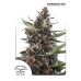 Семена Dutch Passion Auto Blackberry Kush autofem 7 шт. - цены, описание в интернет-магазине Dutch Seeds