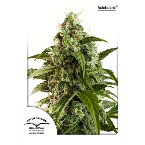 Семена Dutch Passion Auto Euforia autofem 7 шт. - цены, описание в интернет-магазине Dutch Seeds