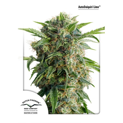 Семена Dutch Passion Auto Daiquiri Lime autofem 7 шт. - цены, описание в интернет-магазине Dutch Seeds