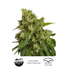 Dutch Passion Auto Xtreme autofem