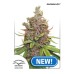 Семена Dutch Passion Auto Glueberry O.G. autofeminized - цены, описание в интернет-магазине Dutch Seeds