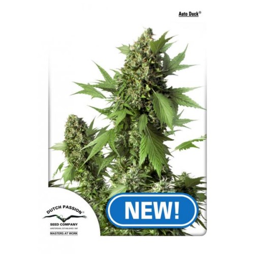 Семена Dutch Passion Auto Duck autofem - цены, описание в интернет-магазине Dutch Seeds