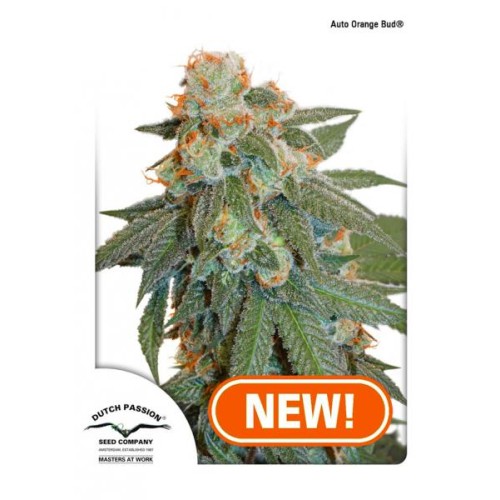 Семена Dutch Passion Auto Orange Bud autofem - цены, описание в интернет-магазине Dutch Seeds