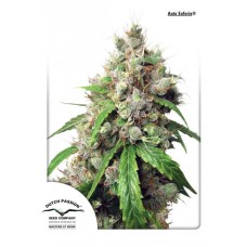 Dutch Passion Auto Euforia autofem