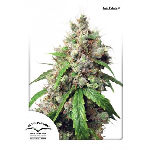 Семена Dutch Passion Auto Euforia autofem 100 шт. - цены, описание в интернет-магазине Dutch Seeds