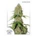 Семена Dutch Passion Auto Brooklyn Sunrise autofem - цены, описание в интернет-магазине Dutch Seeds