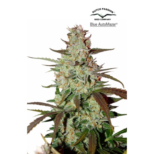 Семена Dutch Passion Blue Auto Mazar autofem 7 шт. - цены, описание в интернет-магазине Dutch Seeds