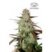 Семена Dutch Passion Blue Auto Mazar autofem 7 шт. - цены, описание в интернет-магазине Dutch Seeds