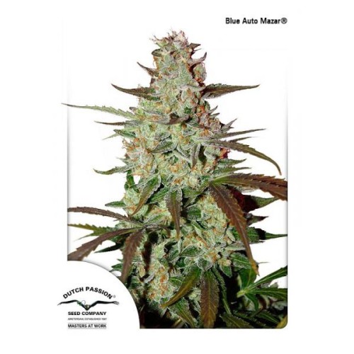 Семена Dutch Passion Blue Auto Mazar autofem 100 шт. - цены, описание в интернет-магазине Dutch Seeds