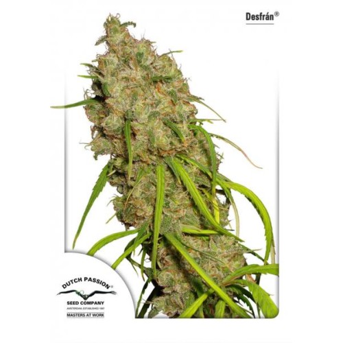 Семена Dutch Passion Desfr?n feminized - цены, описание в интернет-магазине Dutch Seeds