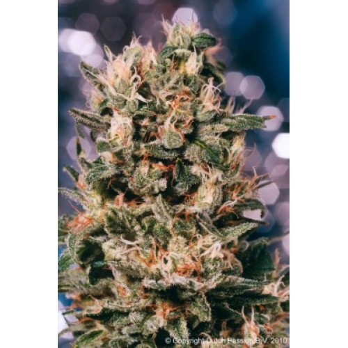 Семена Dutch Passion Euforia regular - цены, описание в интернет-магазине Dutch Seeds