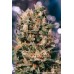 Семена Dutch Passion Euforia regular - цены, описание в интернет-магазине Dutch Seeds