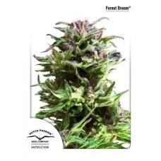 Dutch Passion Forest Dream feminized