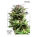 Семена Dutch Passion Forest Dream feminized 5 шт. - цены, описание в интернет-магазине Dutch Seeds