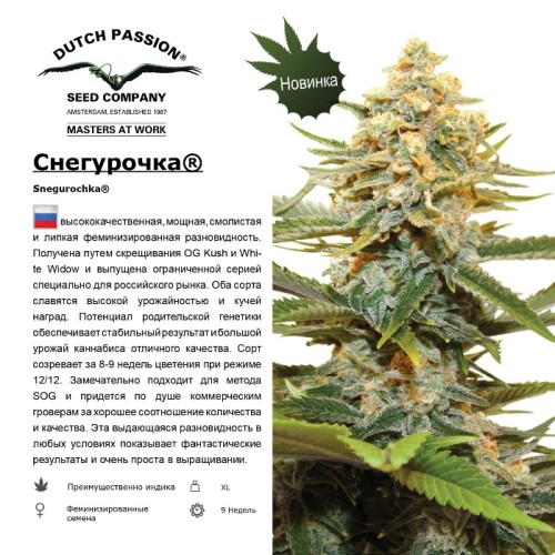 Семена Dutch Passion Orange Hill Special feminized 3 шт. - цены, описание в интернет-магазине Dutch Seeds