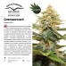 Семена Dutch Passion Blueberry feminized 3 шт. - цены, описание в интернет-магазине Dutch Seeds