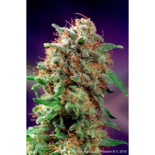 Семена Dutch Passion Mazar feminized 3 шт. - цены, описание в интернет-магазине Dutch Seeds