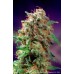 Семена Dutch Passion Mazar feminized 3 шт. - цены, описание в интернет-магазине Dutch Seeds