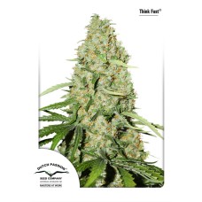 Dutch Passion Think Fast feminized