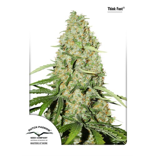 Семена Dutch Passion Think Fast feminized 5 шт. - цены, описание в интернет-магазине Dutch Seeds