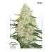 Семена Dutch Passion Think Big autofeminized 7 шт. - цены, описание в интернет-магазине Dutch Seeds