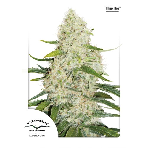 Семена Dutch Passion Think Big autofeminized 3 шт. - цены, описание в интернет-магазине Dutch Seeds