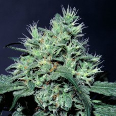 Paradise seeds Dutch dragon feminized