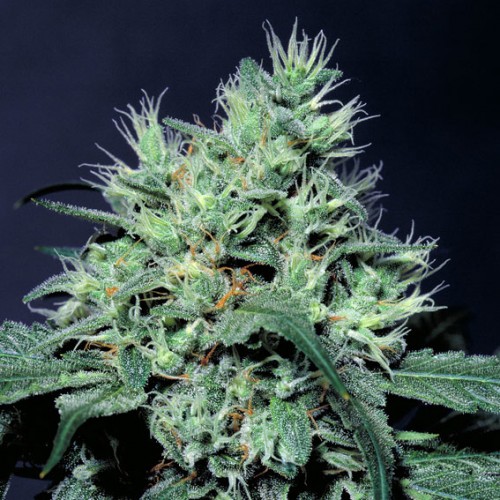 Семена Paradise seeds Dutch dragon feminized - цены, описание в интернет-магазине Dutch Seeds